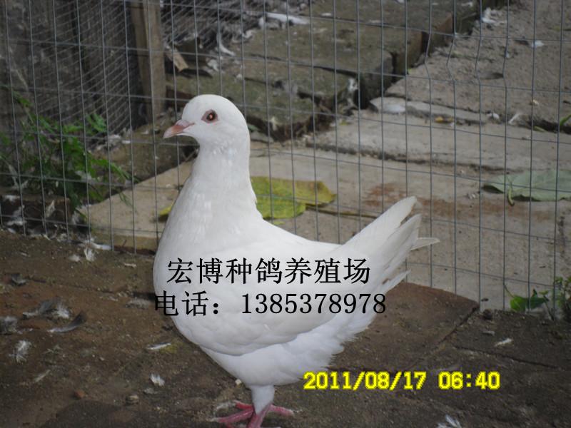 供应安徽肉鸽种鸽肉鸽养殖前景