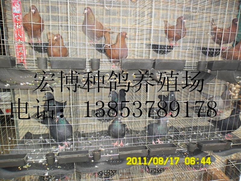 肉鸽养殖肉鸽养殖大棚建设 肉鸽养殖 肉鸽养殖大棚建设