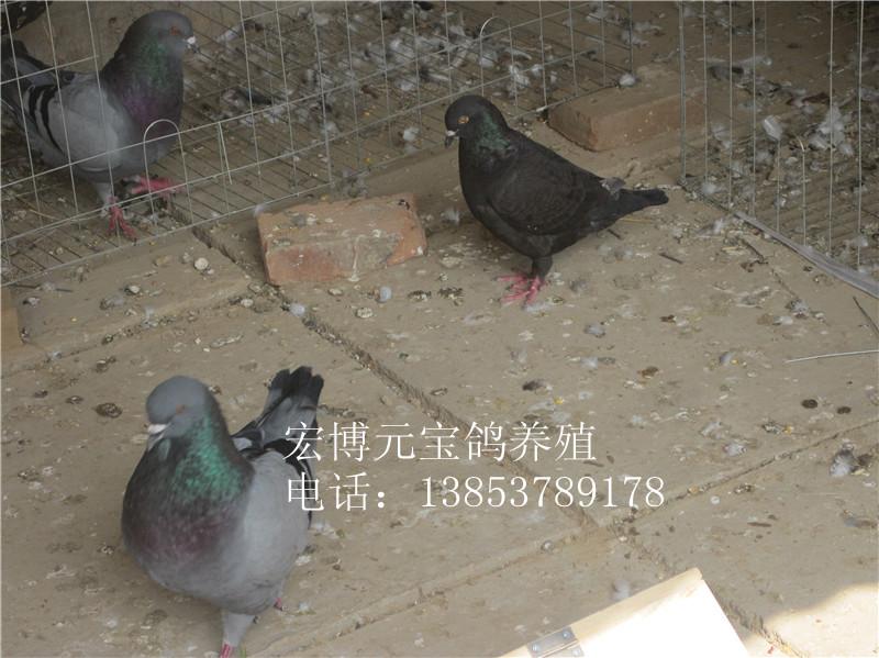 鸽子养殖场图片|鸽子养殖场样板图|湖北省广水