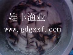 广西梧州2012优质淡水白鲳鱼苗批发