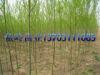 垂柳树唐山垂柳树苗基地批发3cm-8cm垂柳树，北京垂柳树价格表，垂柳树苗