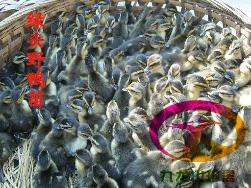 供应阳江野鸡苗，绿壳蛋鸡，七彩山鸡，珍珠鸡，贵妃鸡，绿头野鸭销售图片