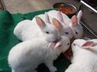 供应獭兔种兔养殖技术怎样选择好种兔，选种兔技术