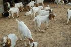 小羊价格种公羊价格母羊价格怀孕羊批发