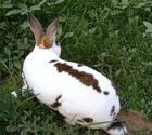 供应獭兔肉兔场长毛兔价格杂交野兔价格兔子养殖