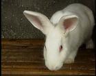 供应一个欣欣向荣的獭兔肉兔养殖场