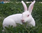 供应兔子行情2011年什么兔子品种好，獭兔主要品种