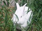 供应獭兔养殖场山东獭兔养殖场种兔价格