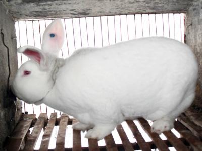 供应獭兔种兔价格养殖獭兔效益獭兔成本提供养殖技术