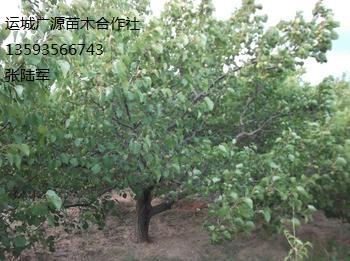 供应山桃树出售3-5公分优质山桃树低价