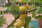 供应杏树出售3-10公分优惠价格