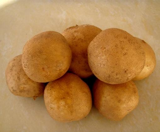 供应脱毒土豆种子马铃薯种子价格土豆种子预定