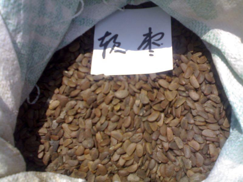 供应软枣种子价格软枣种植方法