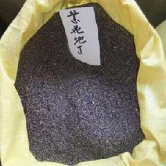 供应紫花地丁种子价格图片