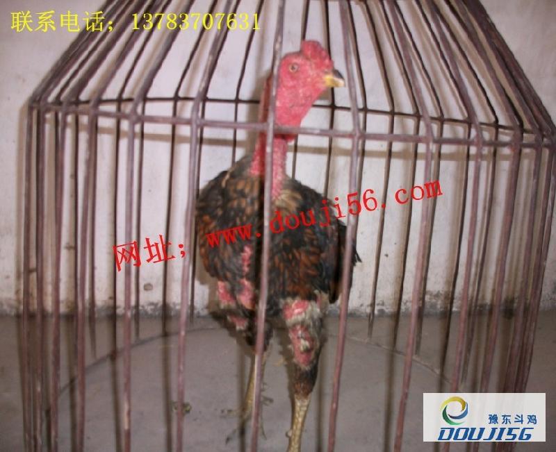 供应越南种鸡销售纯种越南种鸡出售图片