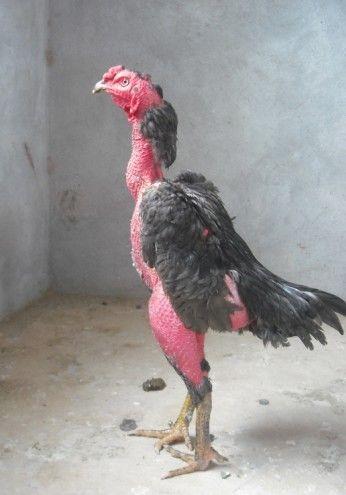 中国纯种斗鸡凯里山东济宁贵州斗鸡斗鸡养殖场斗鸡价格斗鸡苗价格图片