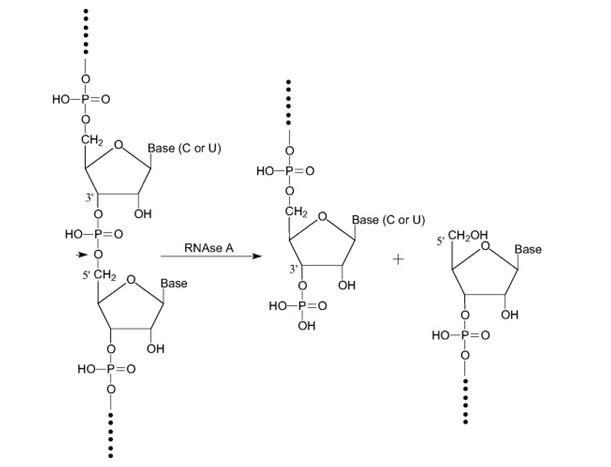 供应RNA酶A，酶和辅酶，A9001-99-4 现货供应