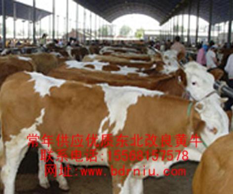 供应山东省新泰市改良公牛母牛价格