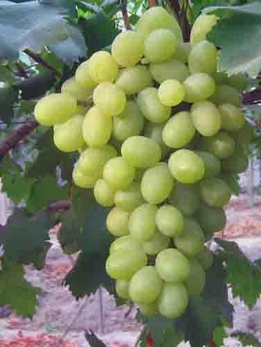 供应马陆葡萄品种,马陆葡萄的品种