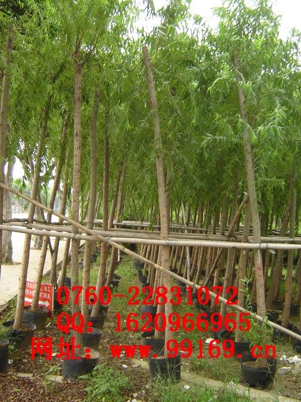 中山市垂柳厂家供应 垂柳 苗木绿化树 各种规格 品种齐全（价格电议）