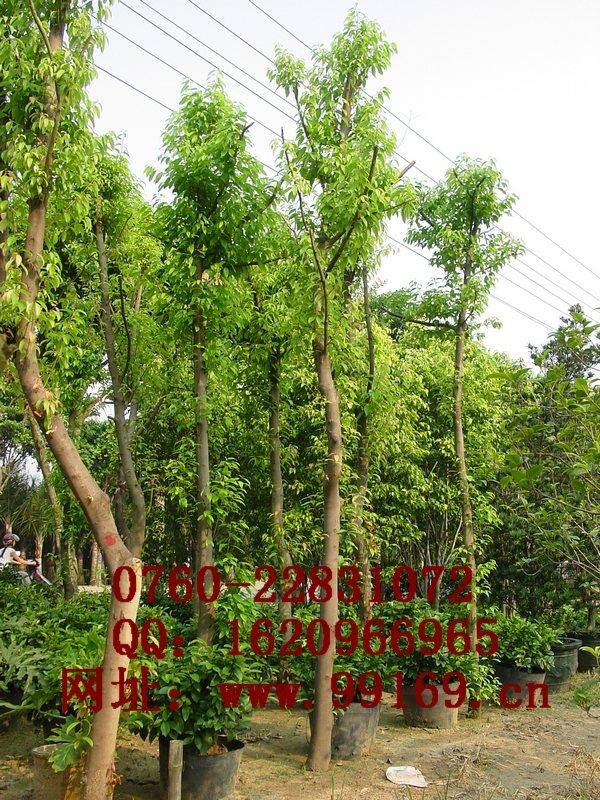 中山市阴香厂家供应 阴香 山玉桂 中山报价 品种规格 乔木绿化树