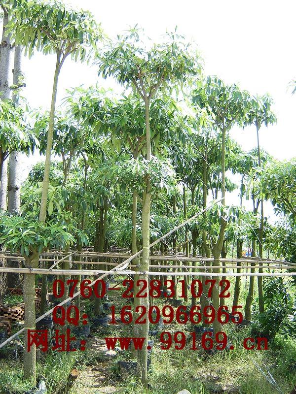 供应 盆架子 品种 苗木生产基地 花林木场 绿化树