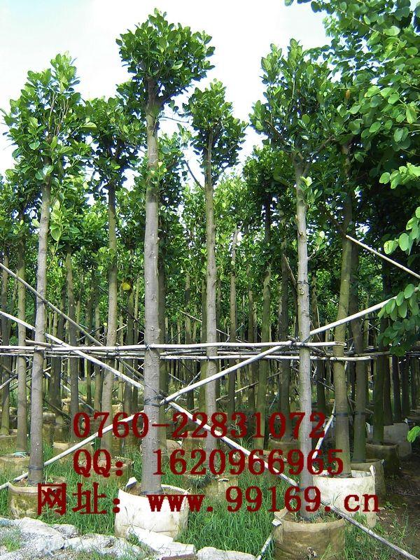 供应 树菠萝 价格（电议）图片 苗木 供应长期合作