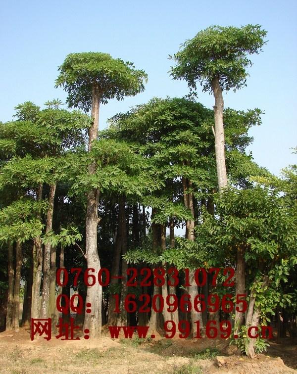 供应 盆架子 品种 苗木生产基地 花林木场 绿化树