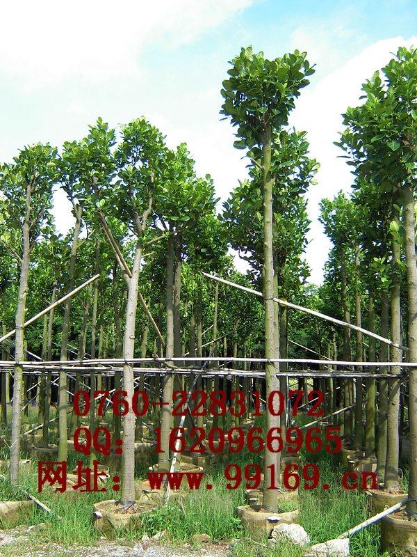 中山市树菠萝厂家供应 树菠萝 价格（电议）图片 苗木 供应长期合作