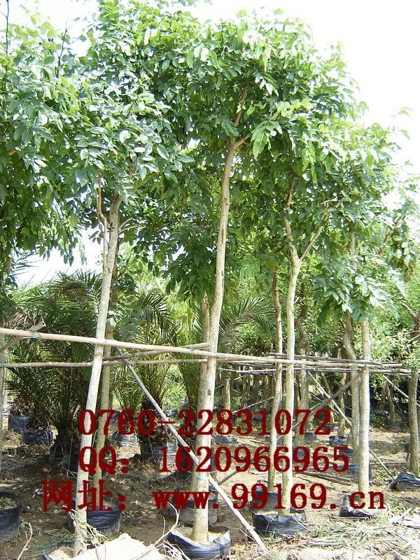 供应 腊肠树 绿资报价 苗木规格绿化树 合作供应