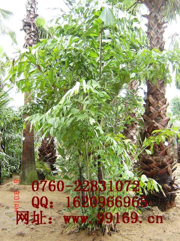 供应 鱼尾葵 棕榈植物库 绿化用苗 园艺优质苗种图片