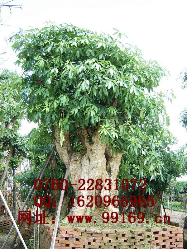 中山市盆架子厂家供应 盆架子 品种 苗木生产基地 花林木场 绿化树