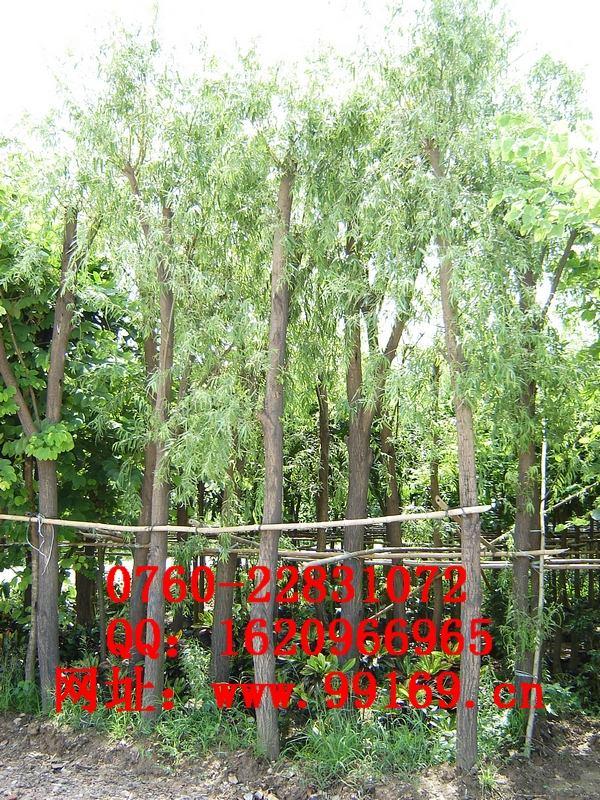 供应 垂柳 苗木绿化树 各种规格 品种齐全（价格电议）图片