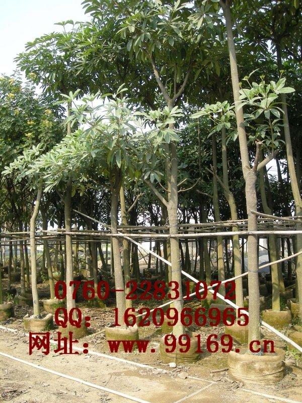 盆架子供应 盆架子 品种 苗木生产基地 花林木场 绿化树