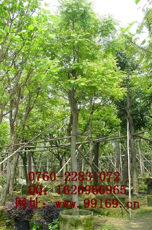 供应 铁刀木 苗木产品 各种规格绿化树 供求合作（报价电议）图片