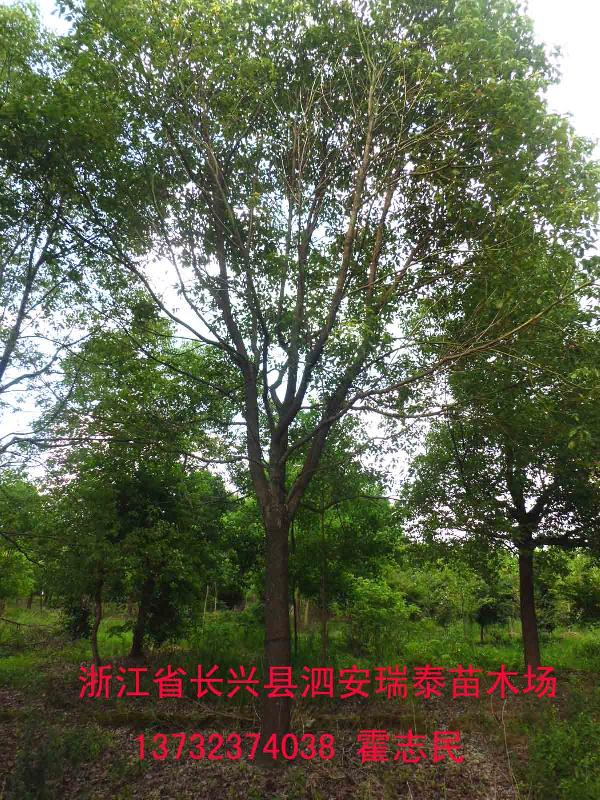 供应重庆香樟树20公分
