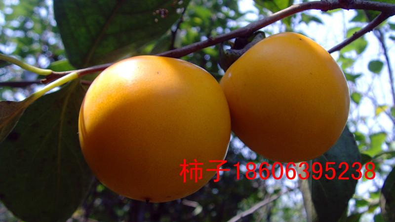 供应1-3公分柿子树苗，日本甜柿。磨盘柿，牛心柿
