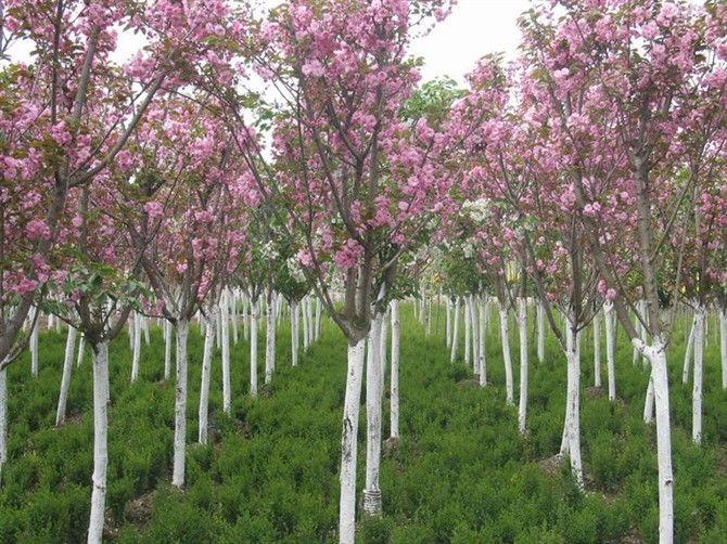 供应山东樱花种植基地