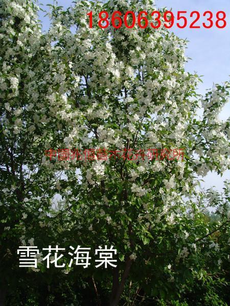 供应园林花卉苗木-雪球海棠