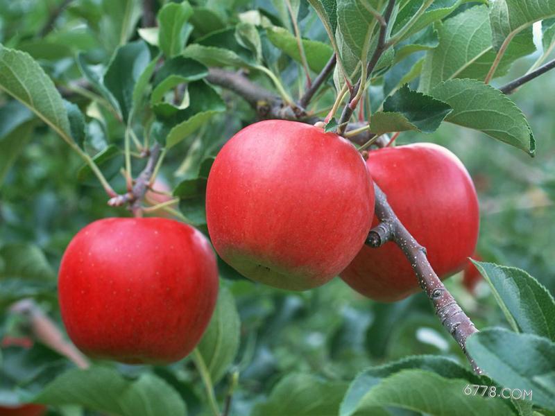 供应优质苹果苗-苹果苗批发-苹果苗价格-苹果苗图片