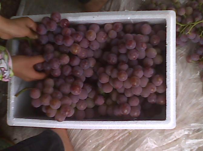 宾川红提葡萄最受消费者喜欢的红提批发