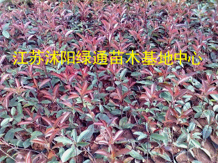 供应江苏红叶石楠园林绿化工程庭院植物 红叶石楠 红叶石楠球 红叶石楠苗彩色树种