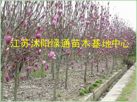 供应紫玉兰种植商