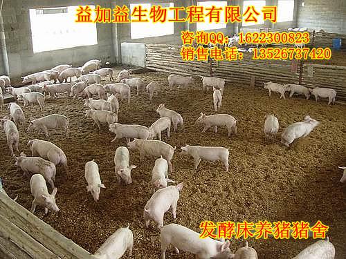 供应发酵床养猪专用菌种菌液价格