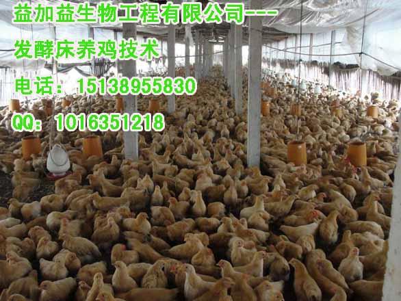 供应益加益发酵床养鸡专用菌种厂家直销面向全国发货制作发酵em菌种