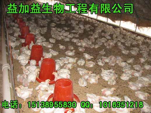 供应发酵床养鸡制作成功的关键发酵床养鸡专用菌种的合理使用平时维护