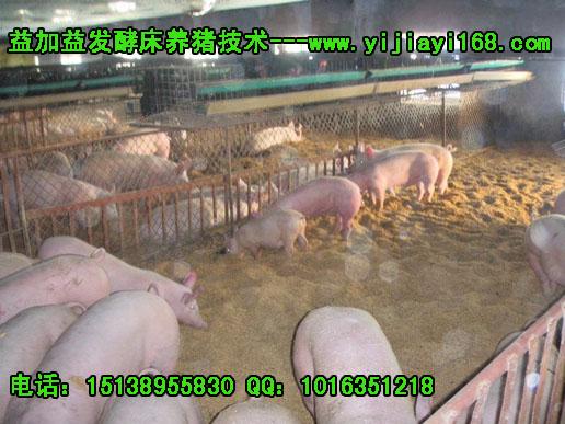 塑料大棚发酵床养猪操作技术批发