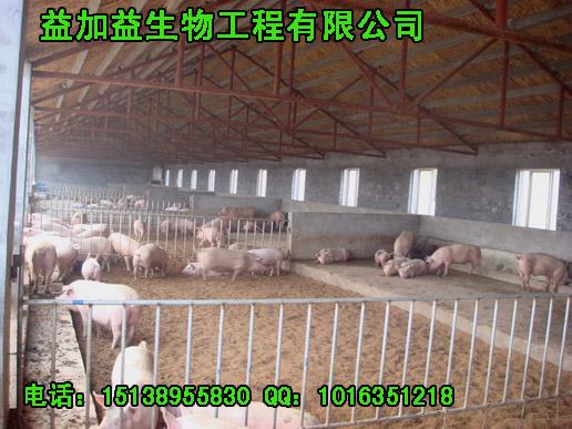 新技术流行发酵床养猪制作操作步骤批发