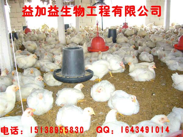 供应河南郑州发酵床养鸡养猪专用菌种价格益加益em菌种菌液批发购买
