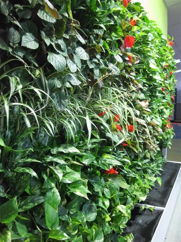 供应北京最好的植物墙垂直绿化图片
